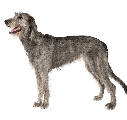 Full grown irish store wolfhound